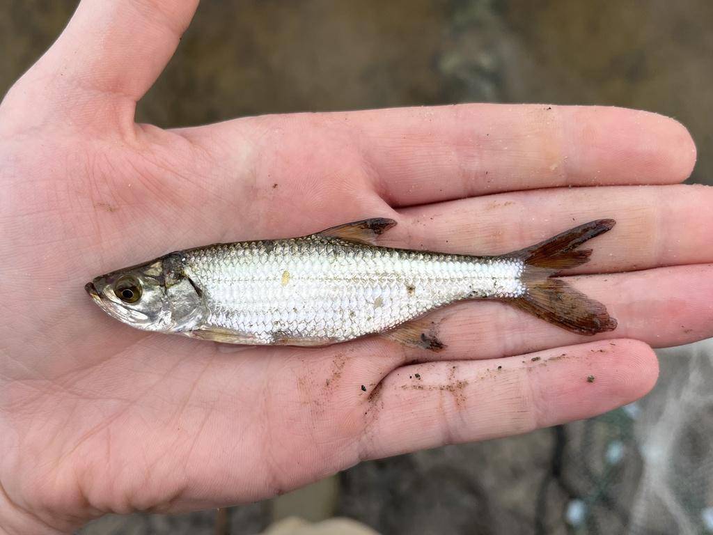 Tarpon atlantik (inaturalist.org/tobrien13)
